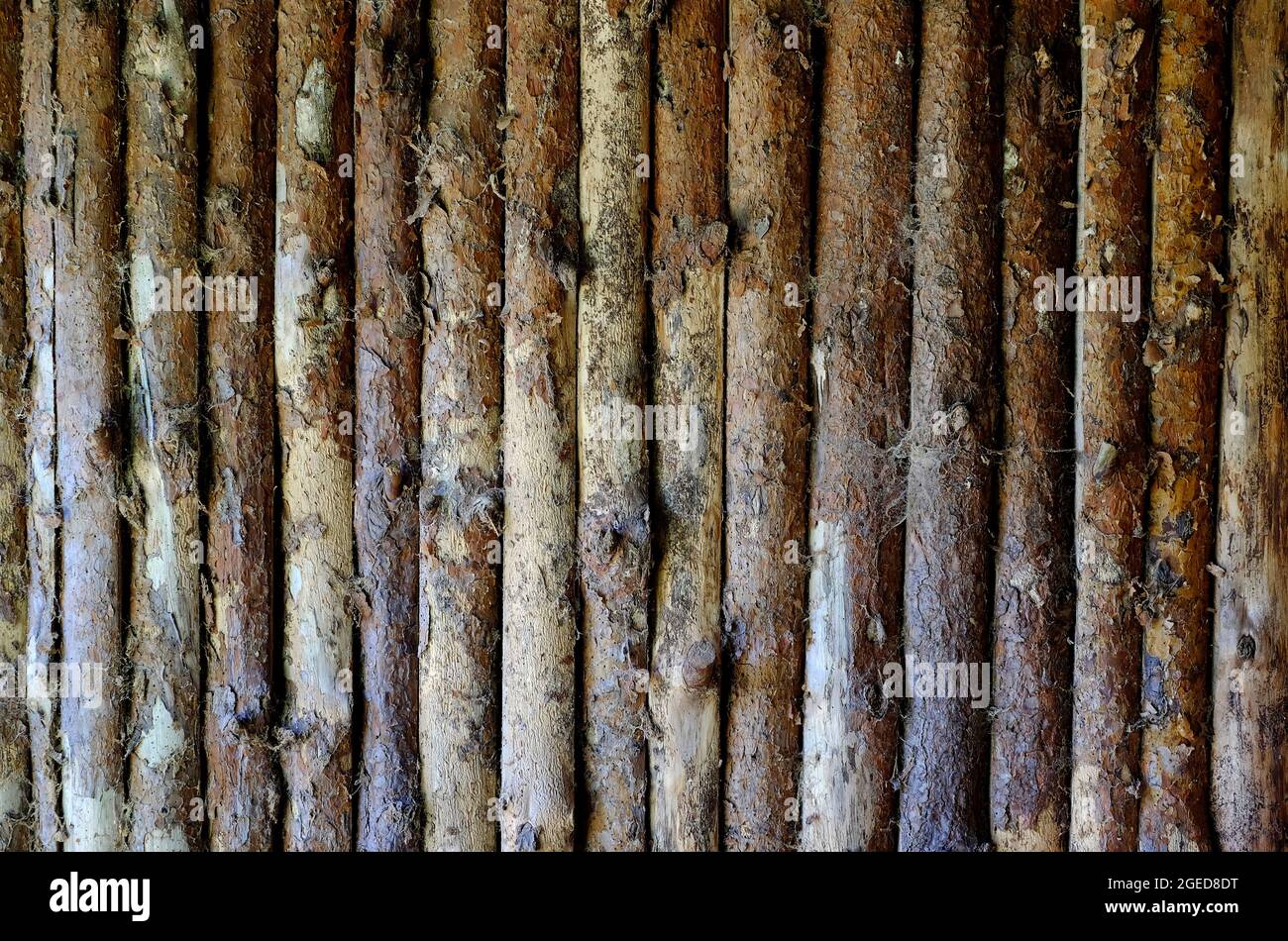 weathered tree trunk wall, norfolk, england Stock Photo