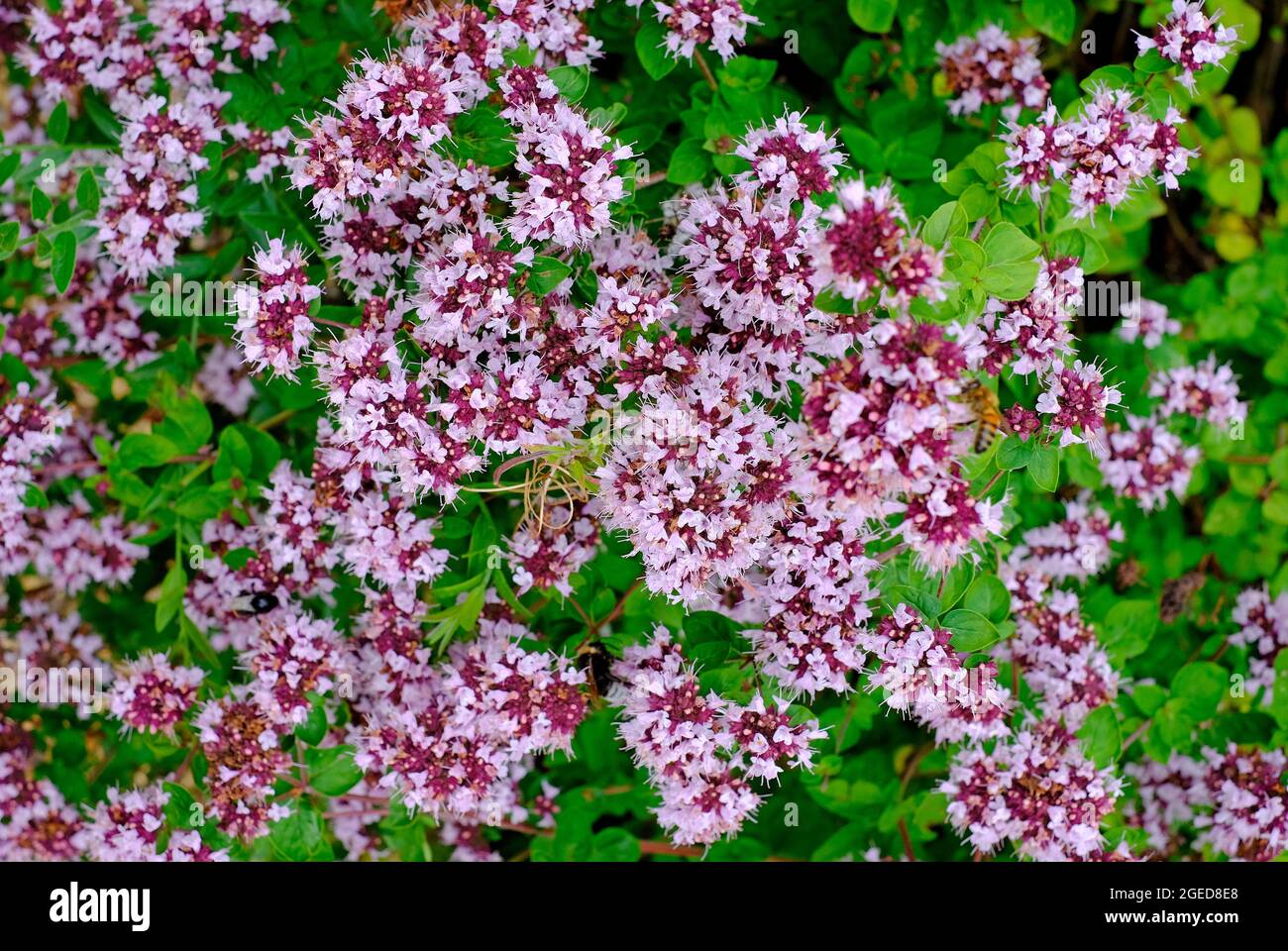 flowering wild marjoram in english garden, norfolk, england Stock Photo