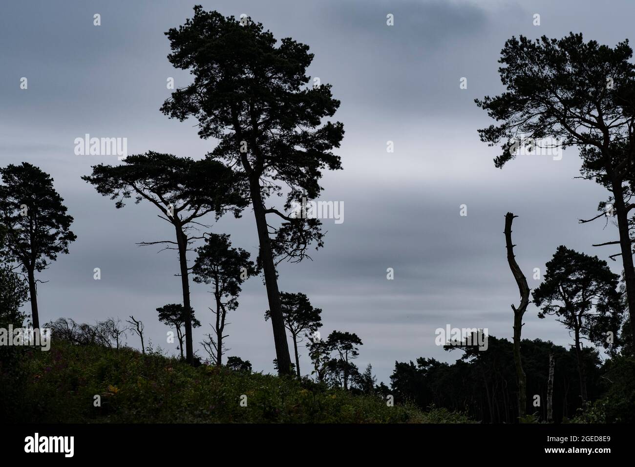 Scots Pine trees on a grey day against the skyline on the Lickey Hills, West Midlands, UK. Stock Photo