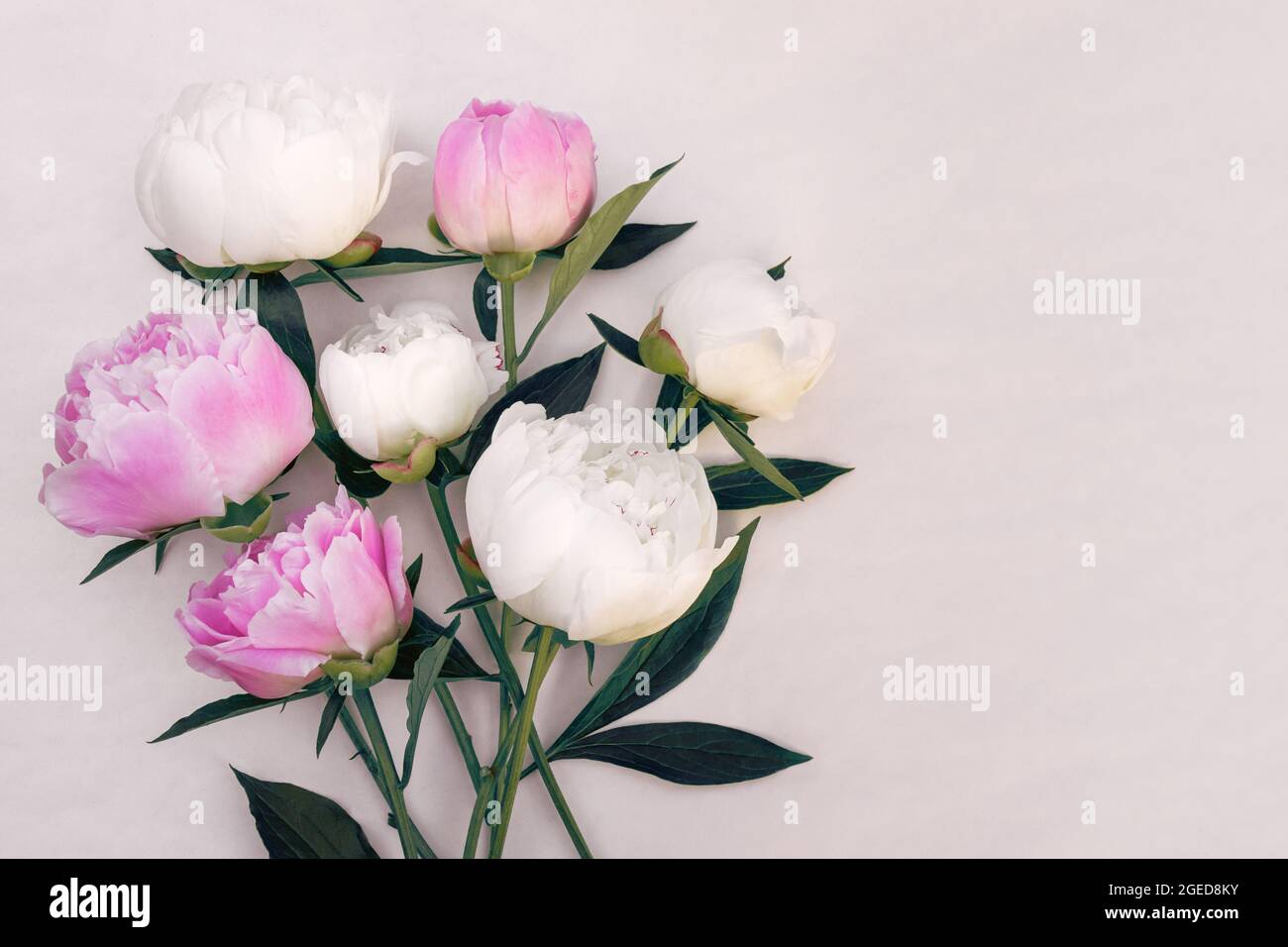 Bouquet of pink and white peonies close-up with copy space for design ...