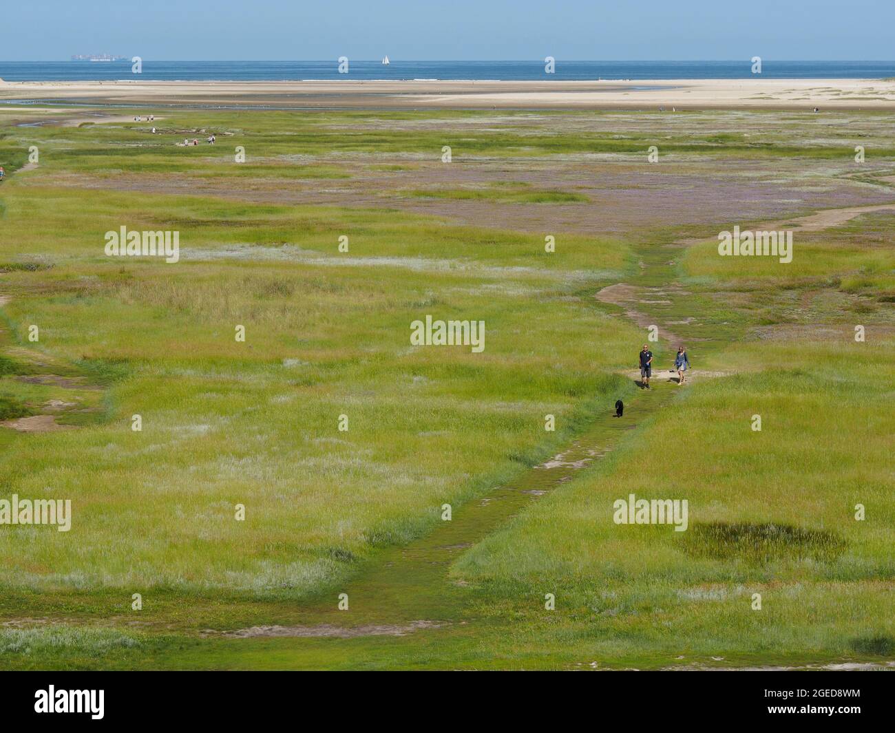 The Slufter nature park on Texel Island is a very special environment; because of the gap in the dunes salt water overflows the land regularly. Texel, Stock Photo