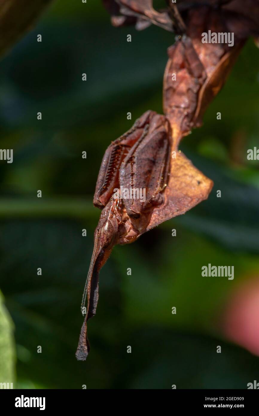 A close up of a ghost mantis hanging down from a branch Stock Photo
