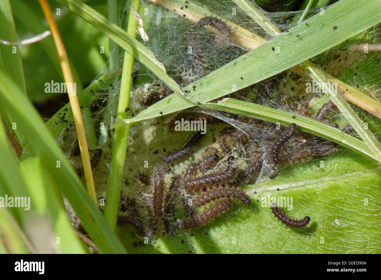 Seven week old Marsh fritillary (Euphydryas aurinia) caterpillars feeding on Devil's bit scabious (Succisa pratensis) leaves, their larval food plant. Stock Photo