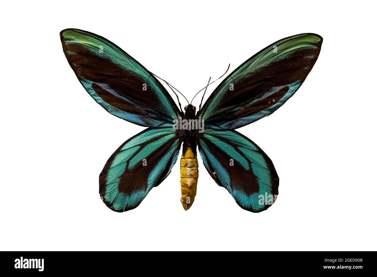 A close up of a Queen Alexandra Bird Wing Butterfly, on a white background. Stock Photo