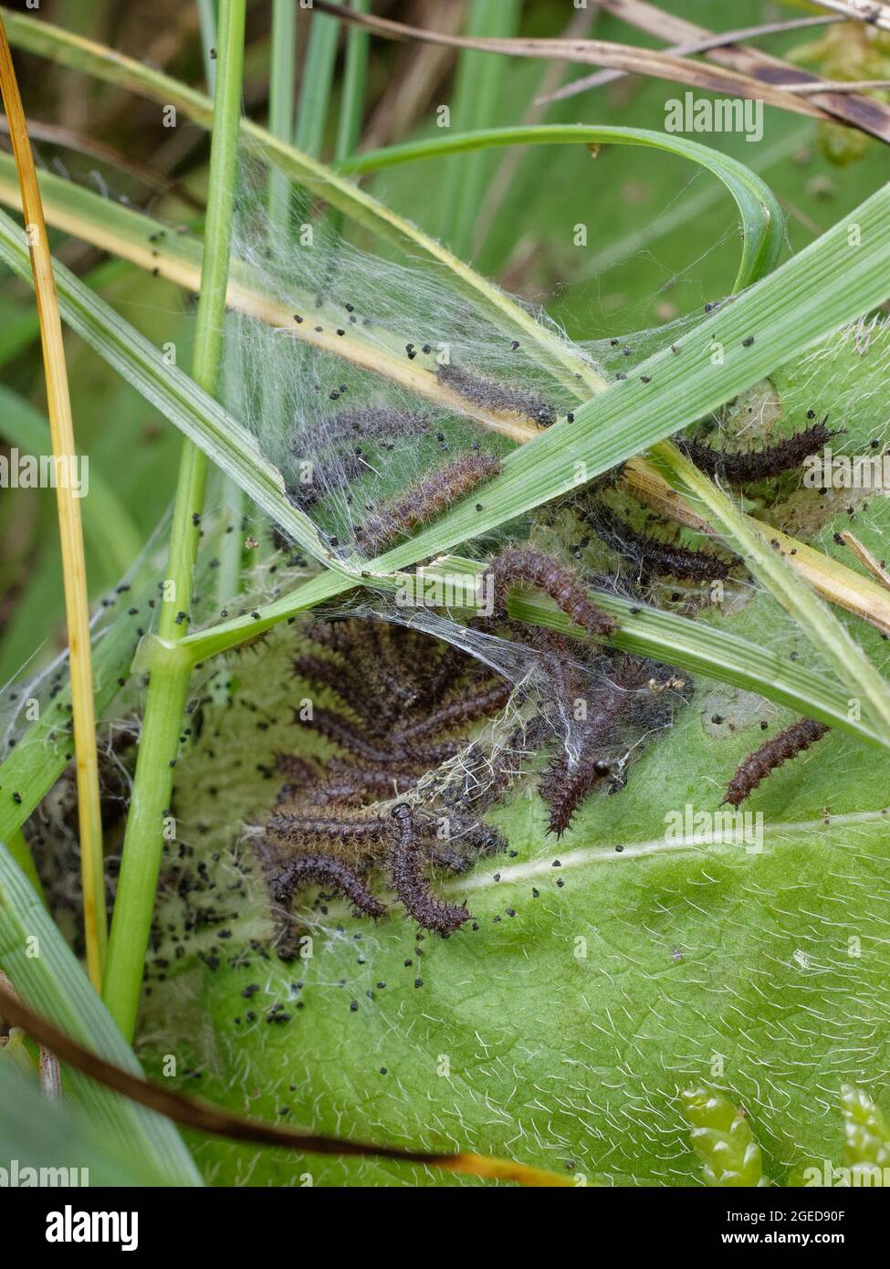 Seven week old Marsh fritillary (Euphydryas aurinia) caterpillars feeding on Devil's bit scabious (Succisa pratensis) leaves, their larval food plant. Stock Photo