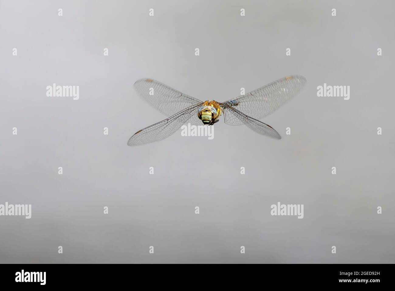 A close up of a Migrant Hawker, a species of darter, hovering above the surface of a lake. Stock Photo