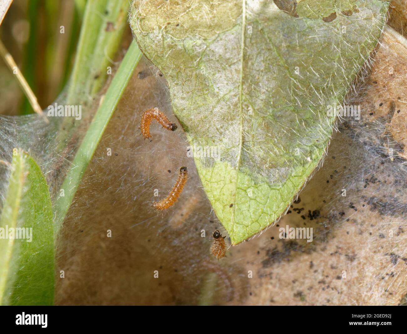 Three week old Marsh fritillary (Euphydryas aurinia) caterpillars spinning a silken web over Devil's bit scabious leaves, their food plant, UK, July. Stock Photo