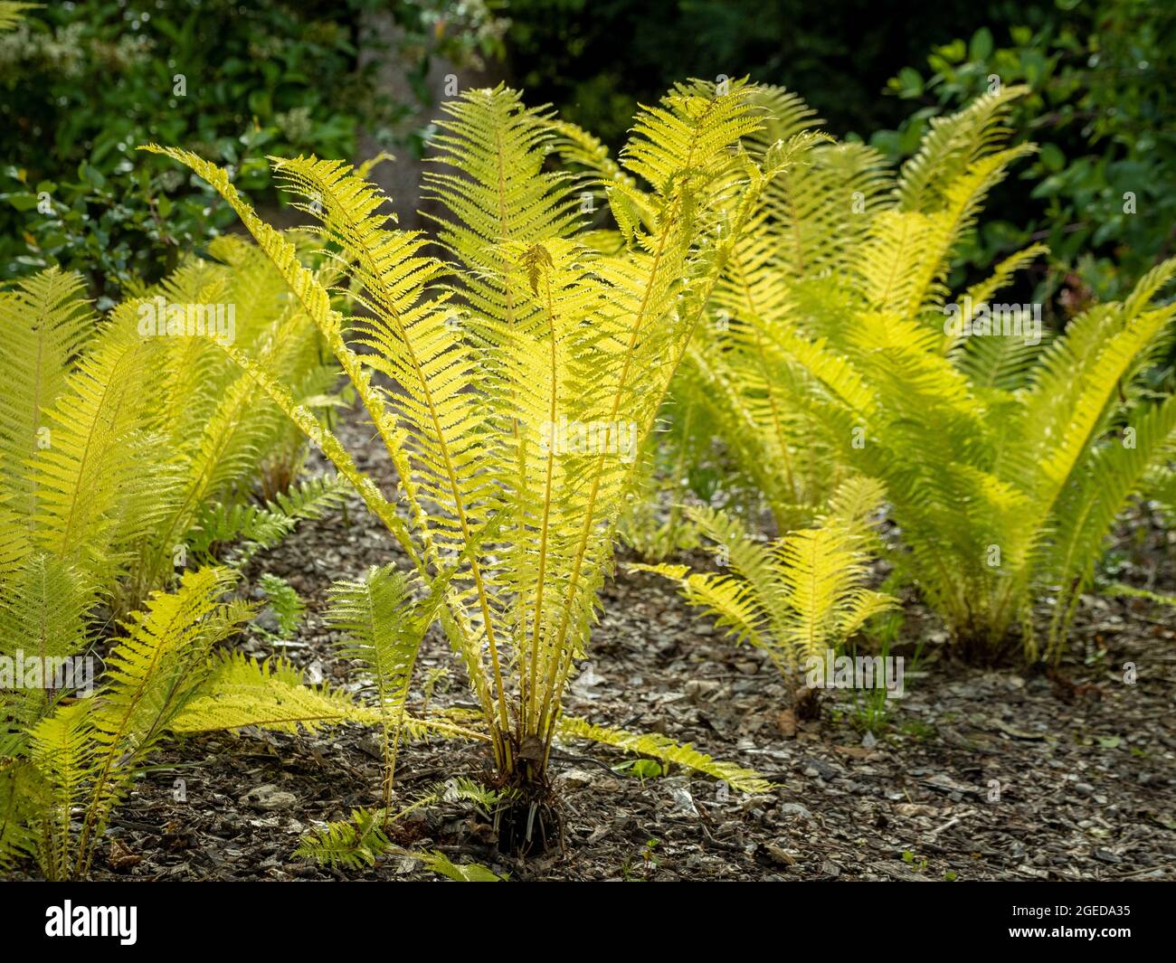 Backlit Shuttlecock fern, Matteuccia struthiopteris growing in a UK garden. Stock Photo