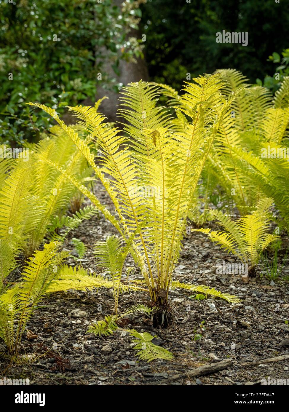 Backlit Shuttlecock fern, Matteuccia struthiopteris growing in a UK garden. Stock Photo