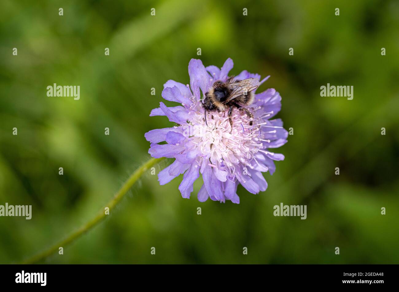 Bee collecting nectar on a lilac-coloured Scabiosa lucida flowerhead. Common name glossy scabious. Stock Photo