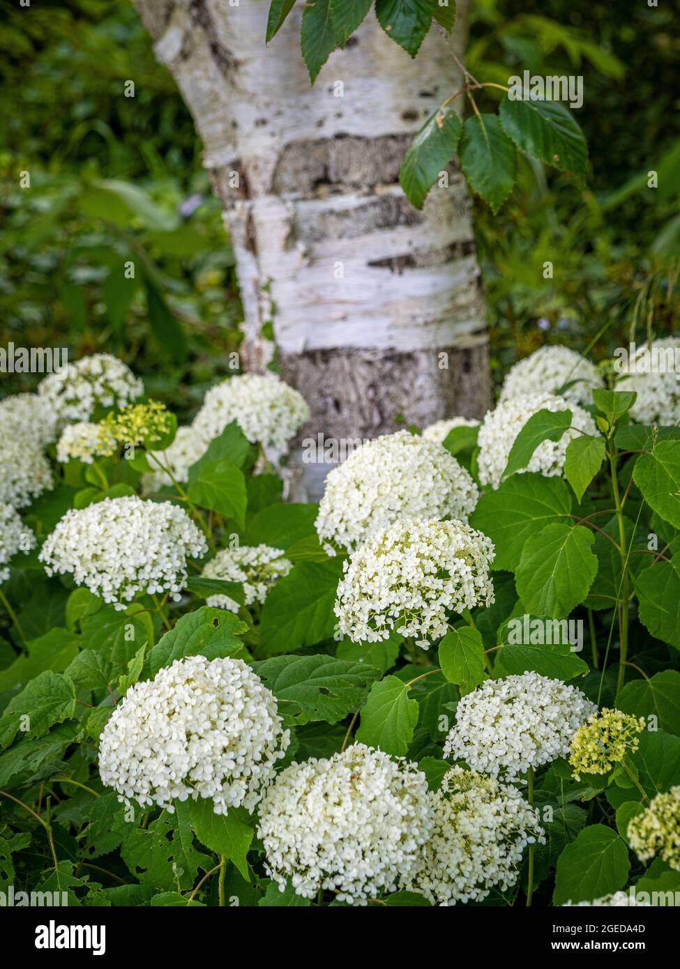 Hydrangea arborescens 'Annabelle' planted in front of a Silver Birch tree, in a UK garden. Stock Photo