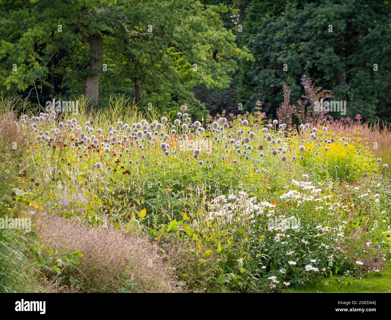 Hardy herbaceous perennials hi-res stock photography and images - Alamy