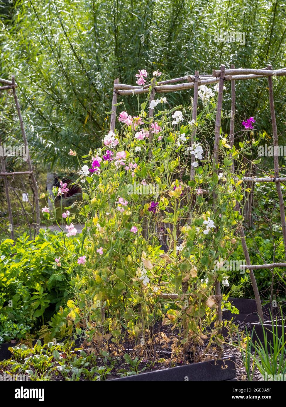 White, pink and purple coloured sweet peas growing against a rustic frame of re-used tree branches. Stock Photo