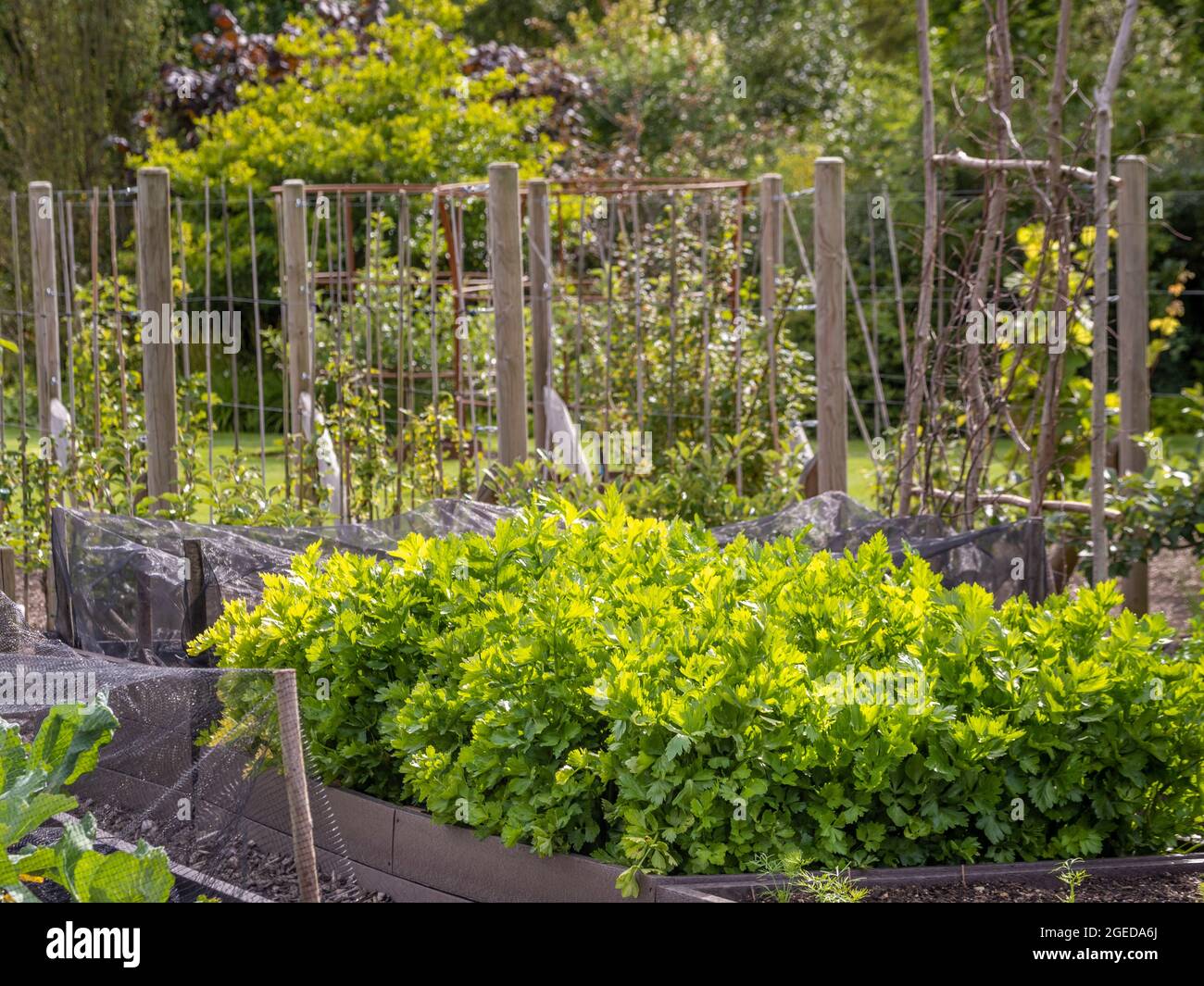 Backlit celery growing in a UK kitchen garden. Stock Photo