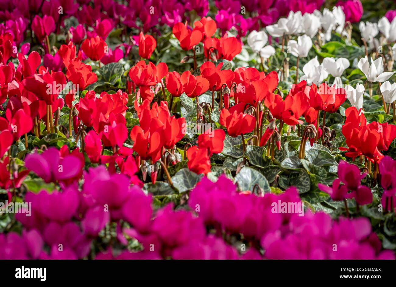 Pink, red and white Cyclamen growing in a UK garden. Stock Photo