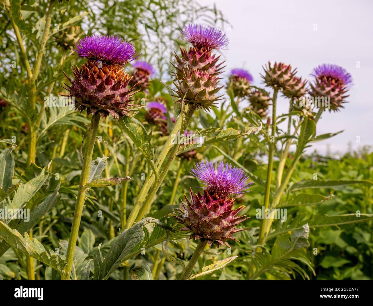 Purple thistle like flower hires stock photography and images Alamy