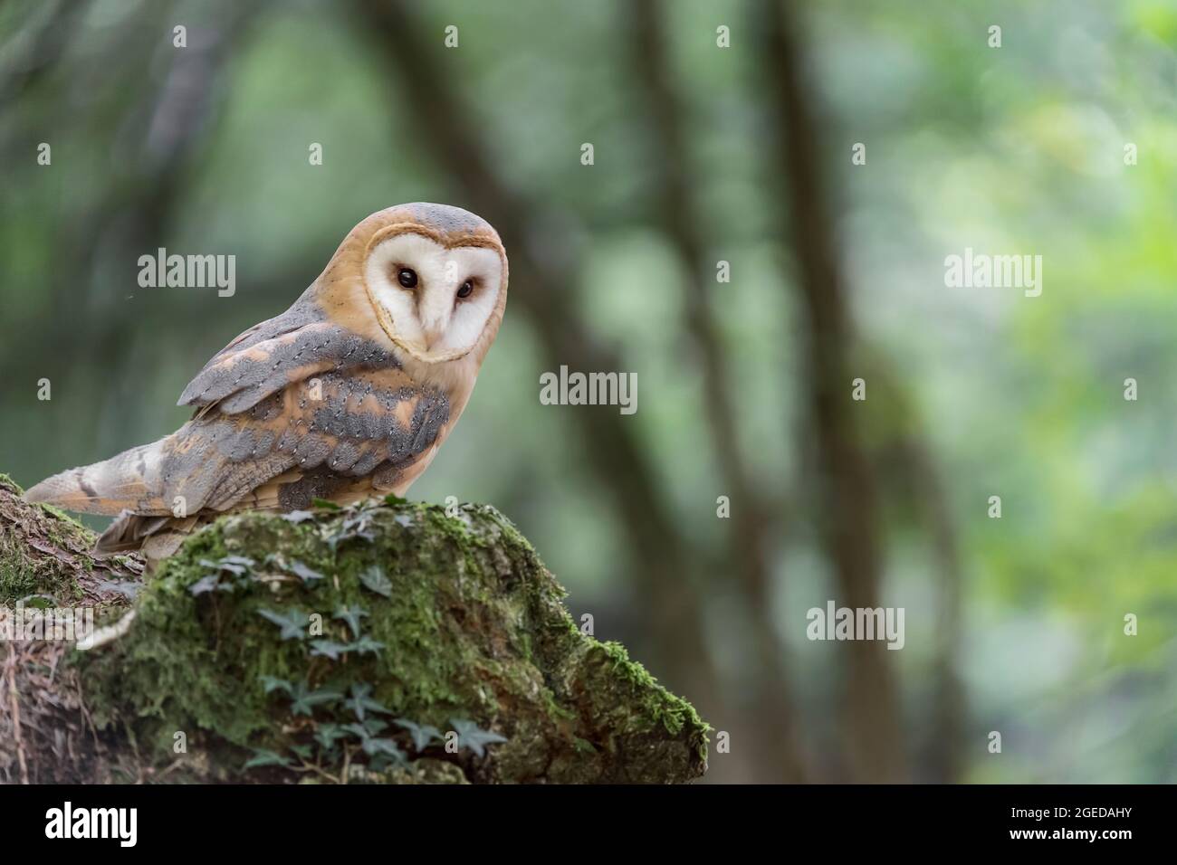 The most silent predator in the world, portrait of Barn owl at dusk