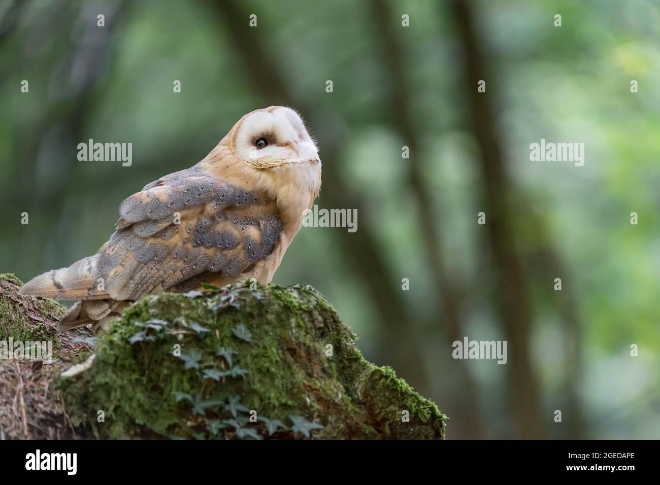 The most silent predator in the world, portrait of Barn owl at dusk