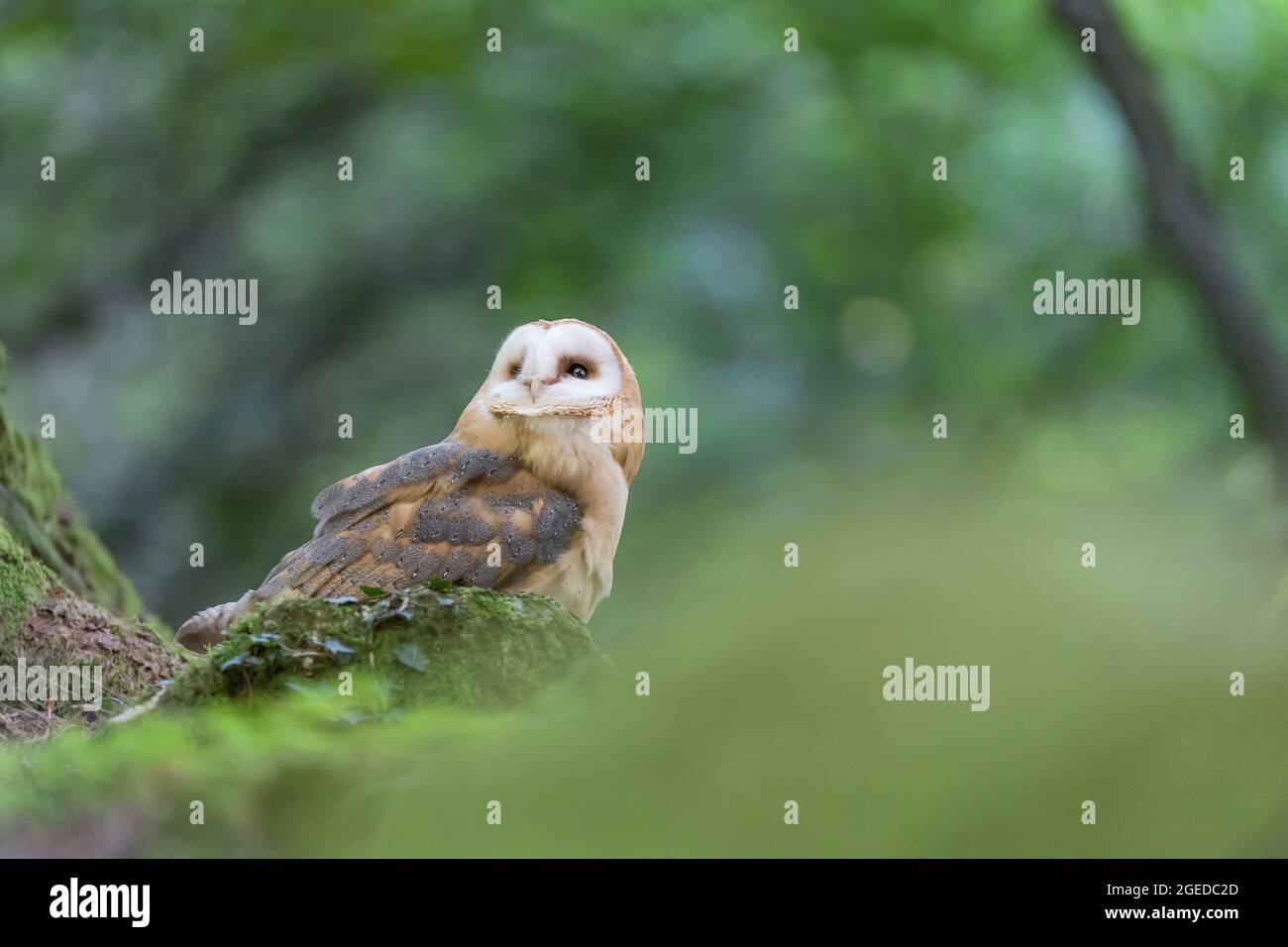 Barn owl looking for food in the forest (Tyto alba) Stock Photo