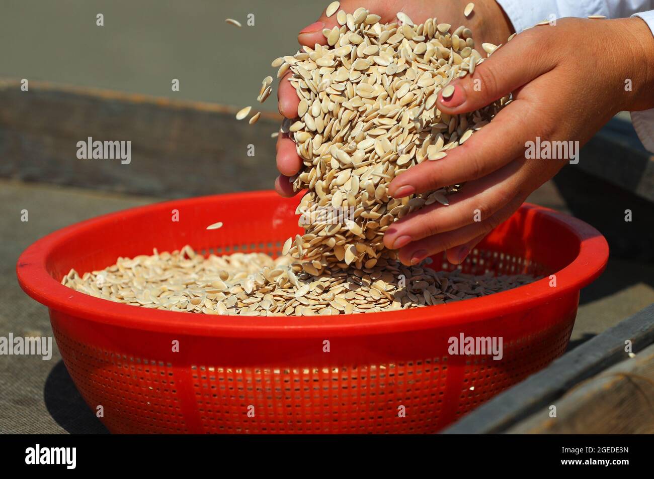 Astrakhan Region Russia 19th Aug 21 Drying Melon Seeds On A Master Semya Field In The Town Of Kamyzyak 26km South Of Astrakhan Master Semya Is A Manual Labour Gourd Seed Farm