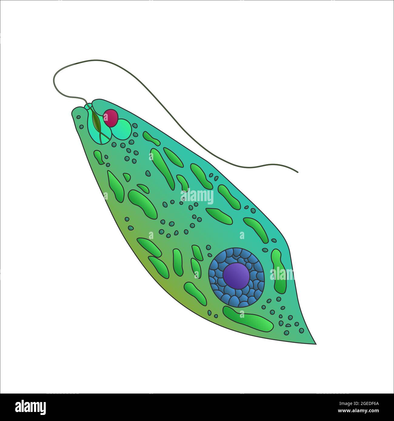 Euglena green. Vector illustration of a microorganism. Bright color illustration. Stock Photo