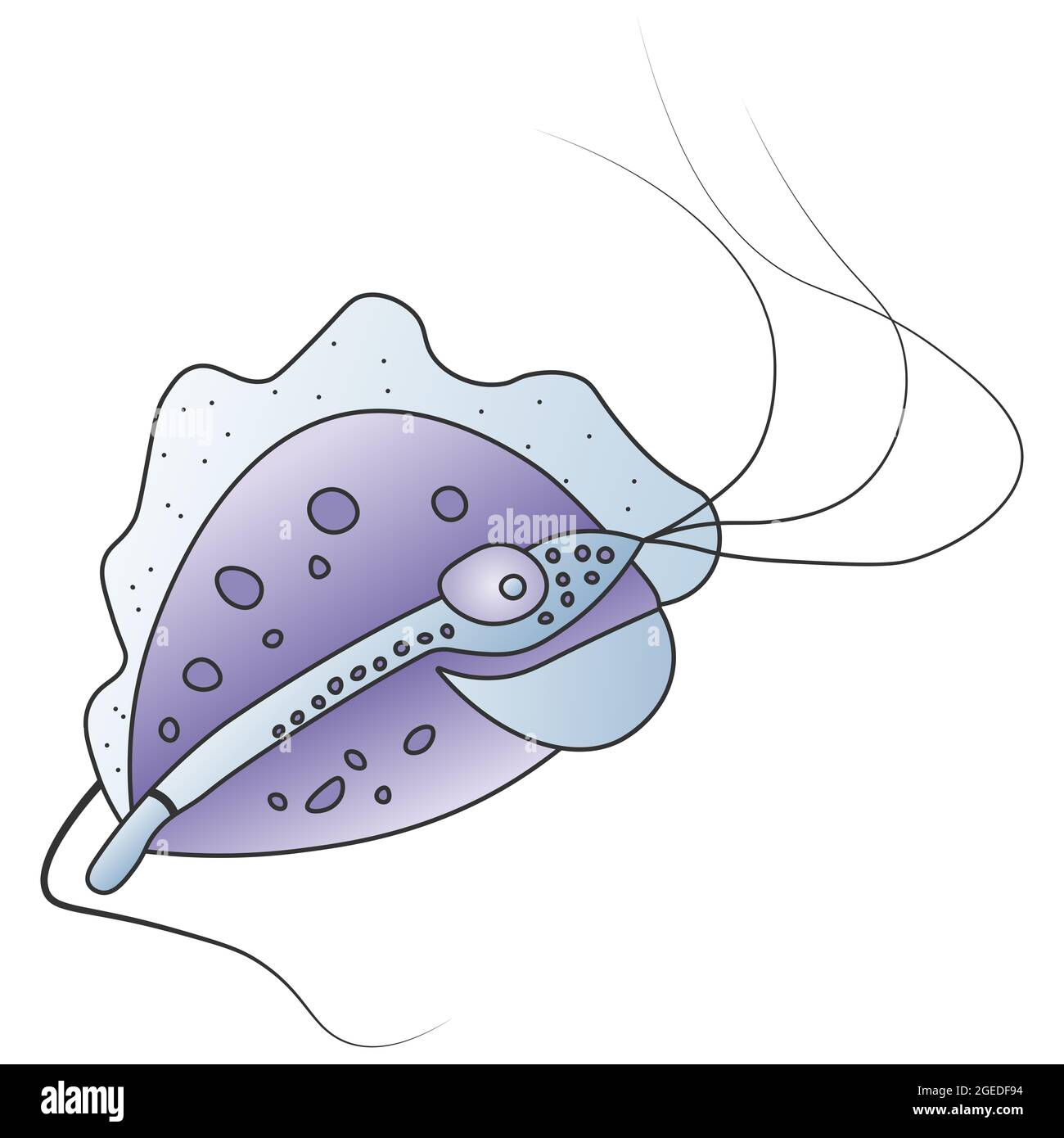 Purple Trichomonas protozoan. Vector illustration of a microorganism. Bright color illustration. Stock Photo
