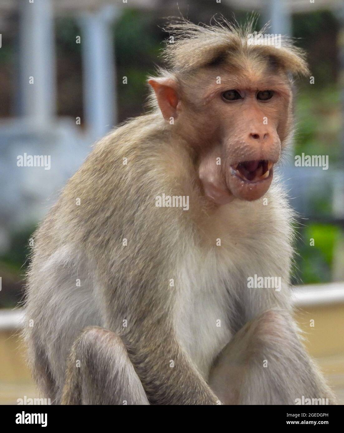 Vertical shot of a rhesus macaque looking at the camera with an open mouth in a zoo on a sunny day Stock Photo