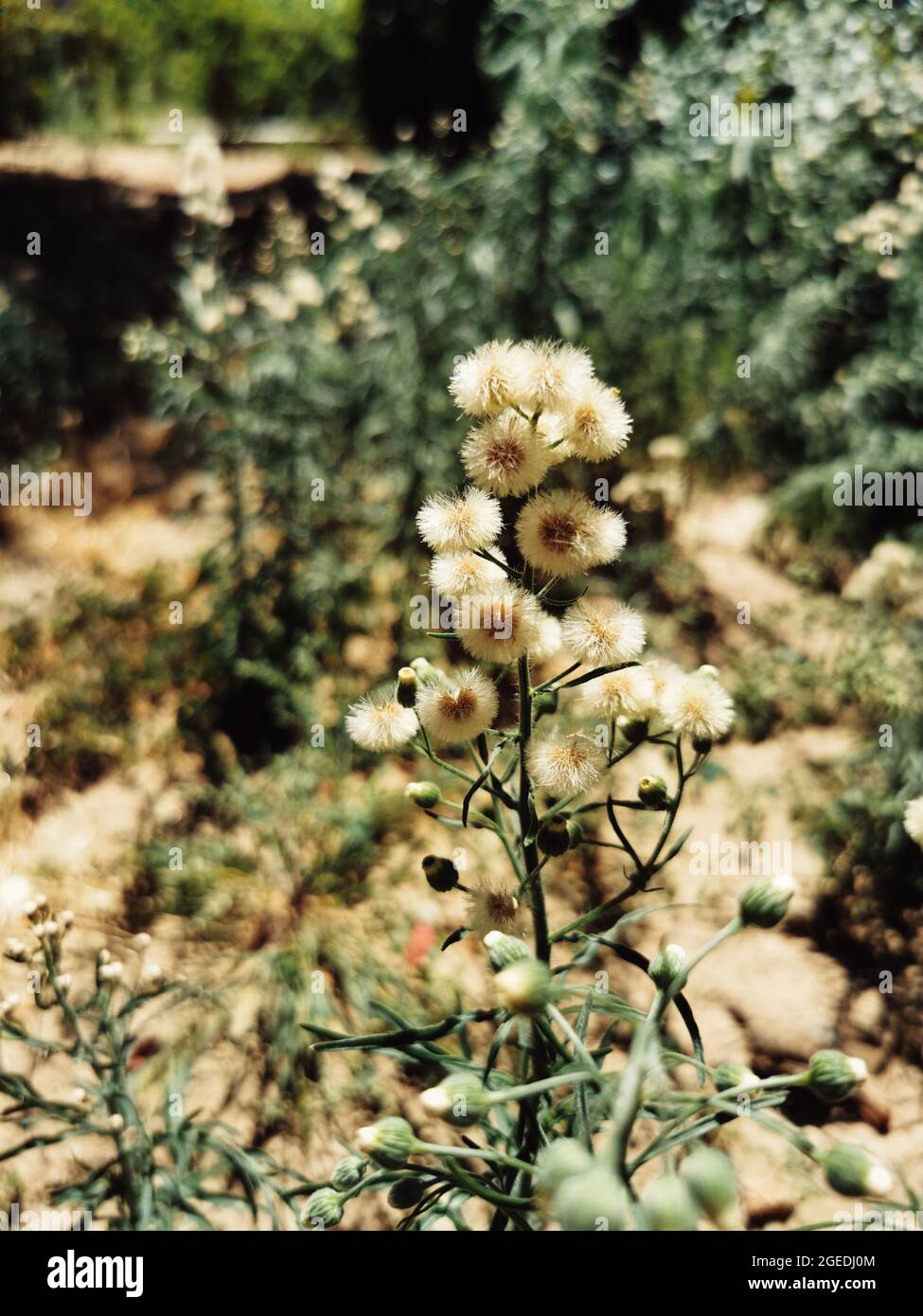 Close-up shot of flowering Conyza bonariensis (hairy fleabane) Stock Photo