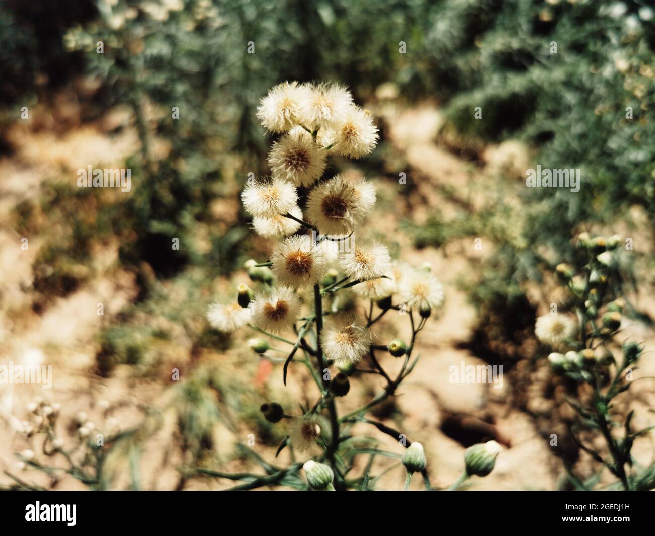 Close-up shot of flowering Conyza bonariensis (hairy fleabane) Stock Photo