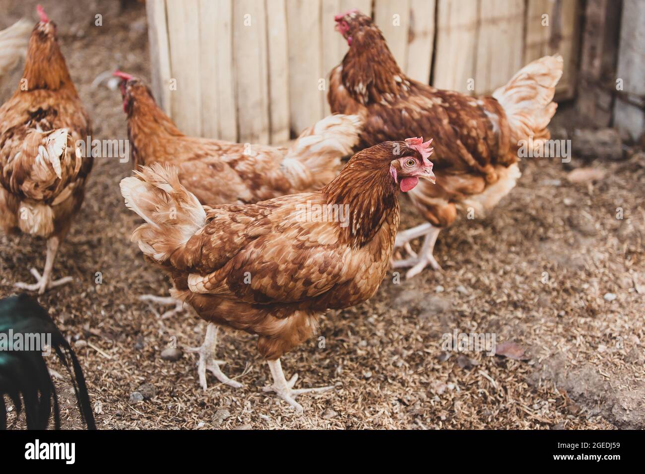 A small flock of free range brown hen. Free range meat chickens. Organic farm, livestock, agriculture concepts. Close-up. Stock Photo