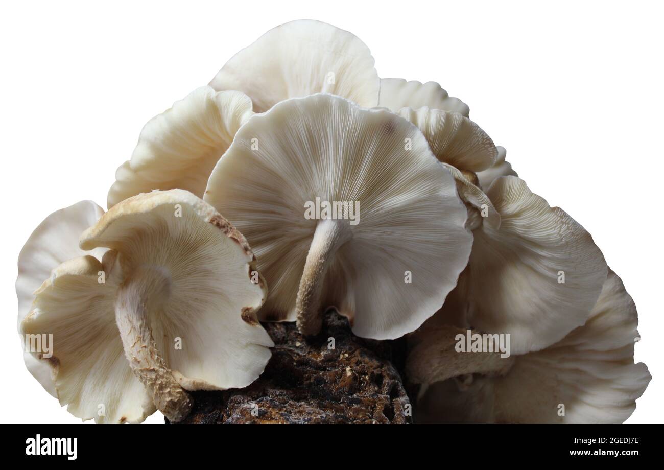 shiitake on a mushroom substrate Stock Photo Alamy
