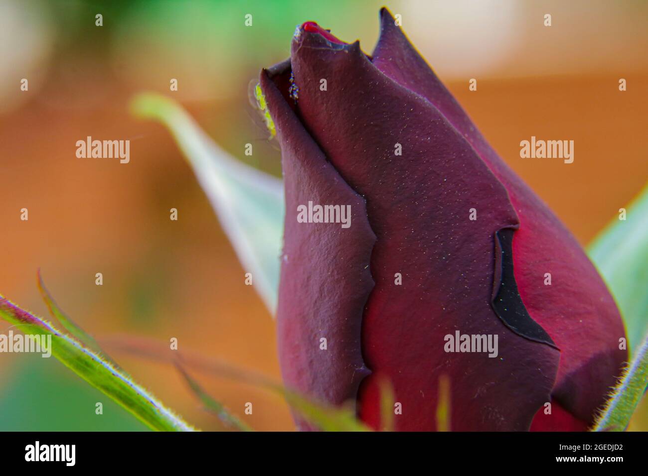 Various flowers being born in spring with great colors Stock Photo - Alamy