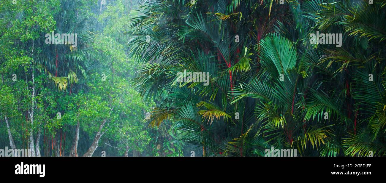 Landscape of tropical rainforest in rain season, lush tropical plants and Cyrtostachys renda or red palm trees growing in the rainforest. Thailand. Stock Photo