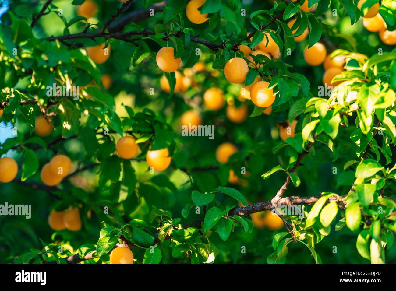 tasty fresh mirabelle plums on tree in summer Stock Photo