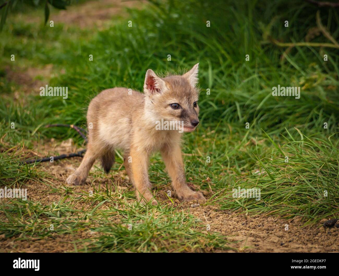 Cute portrait of an eight week old Corsac fox cub (Vulpes corsac). Stock Photo