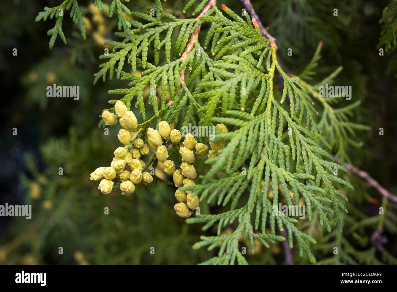 Conifer (Thuja Orientalis): a close up of the immature seed cones. Thuja branch leaves with tiny cones. Stock Photo