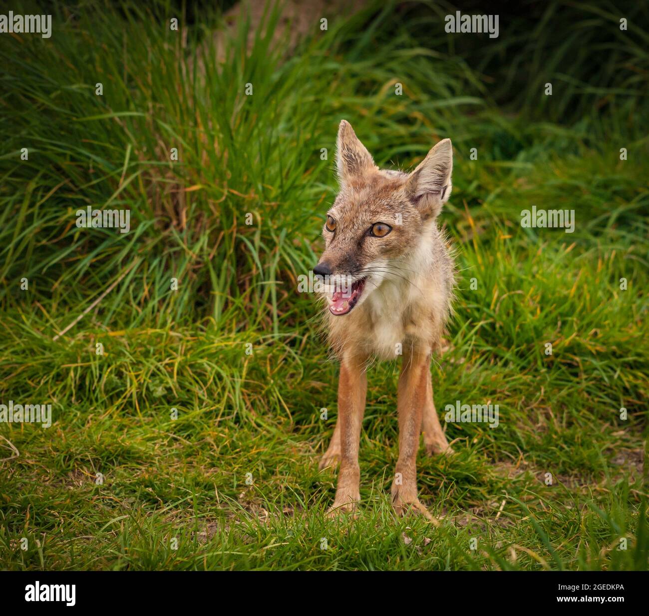 Corsac Fox (Vulpes corsac) Stock Photo