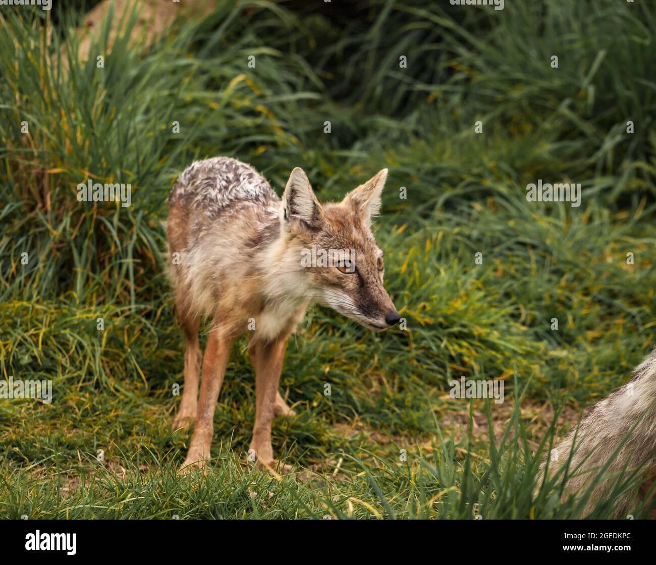 Corsac Fox (Vulpes corsac), also known as the steppe fox. Stock Photo