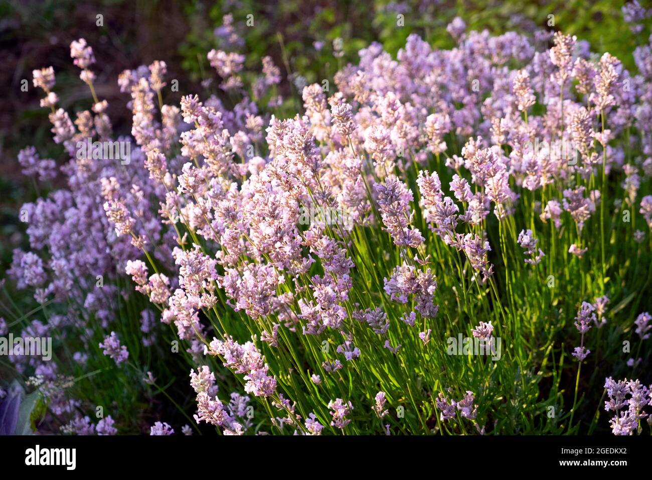 Sunlight pouring through purple mauve English Lavender flowers (Lavandula Hidcote) in bloom in a July garden in Wales UK  KATHY DEWITT Stock Photo