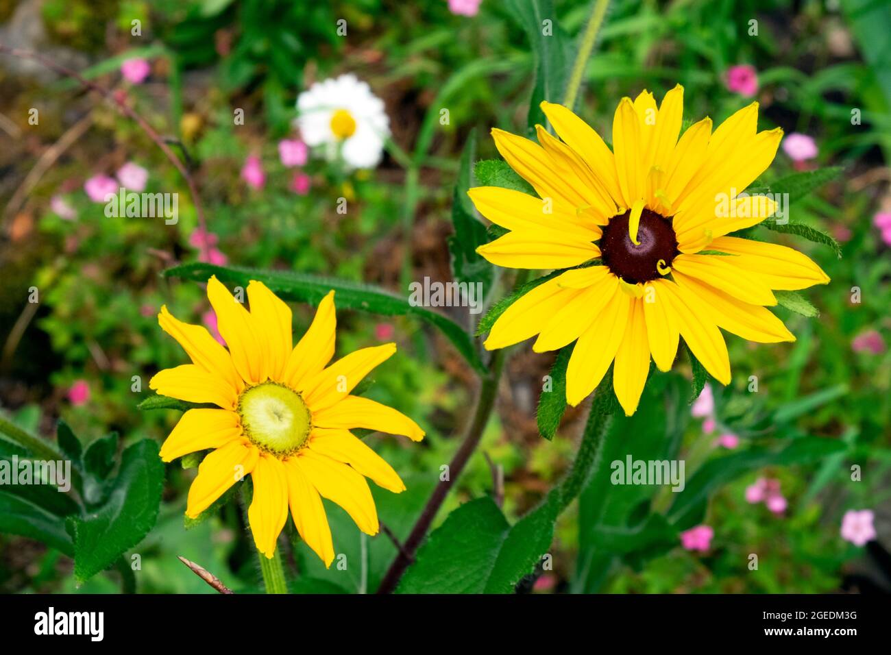 Flower growing uk hires stock photography and images Alamy
