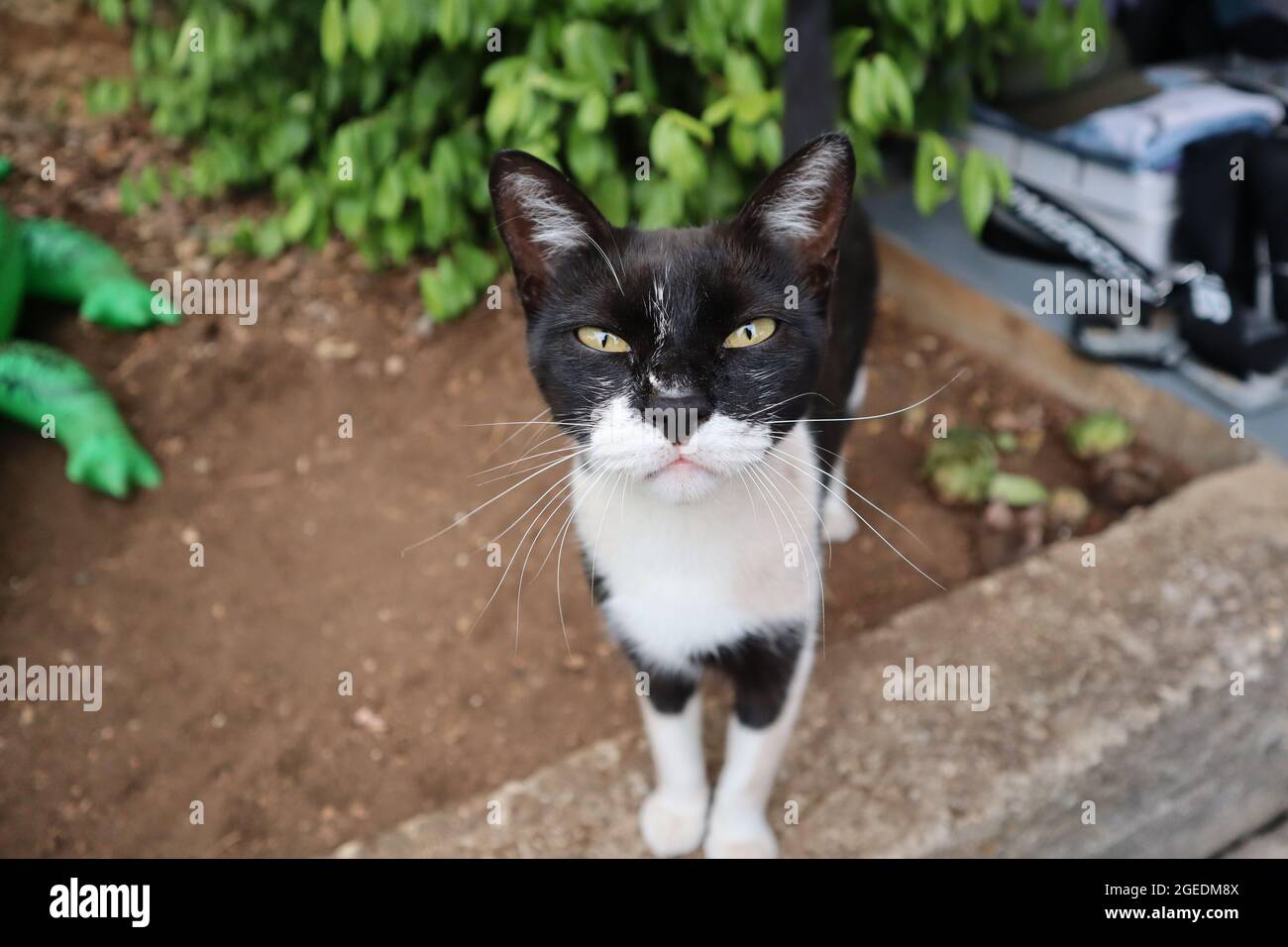 Portrait of a black/white cat with green eyes, staring into the camera. Natural background brown and green colors. Stock Photo