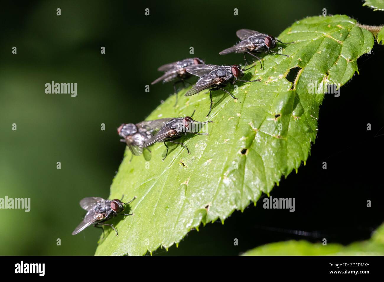 Housefly (Musca domestica) - flies lined up in a row on a leaf in the sunshine, UK wildlife Stock Photo