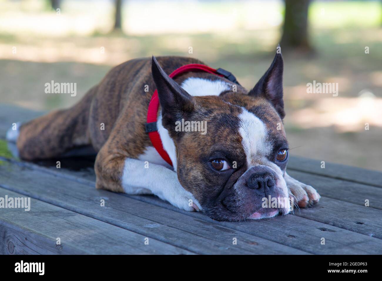 very sad dog french bulldog lies on a wooden table in the park Stock Photo