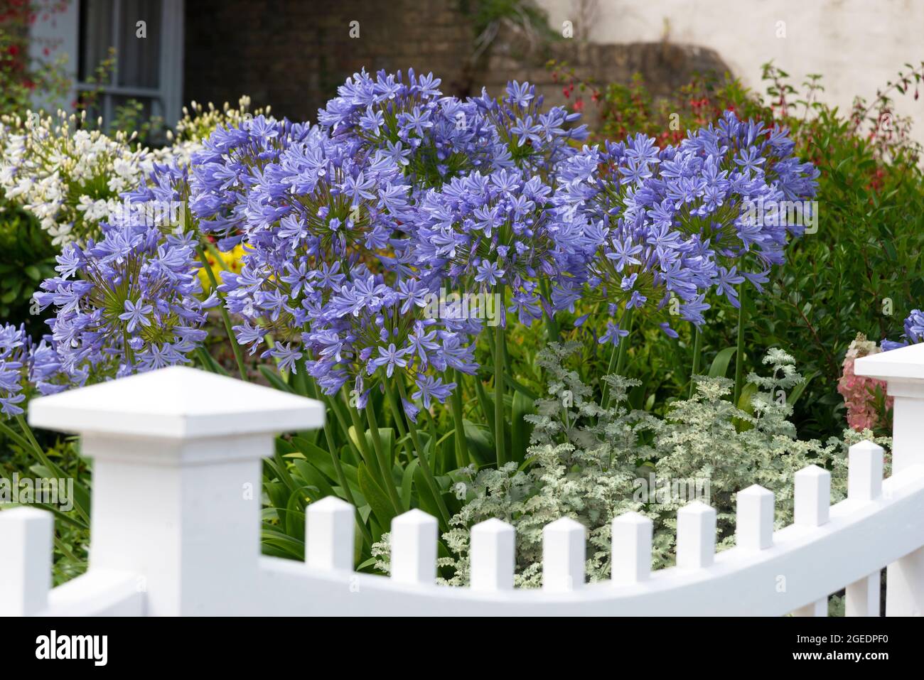 Coastal or seaside garden with blue agapanthus  (agapanthus africanus) in flower on the seafront at Cowes, Isle of Wight, England, UK Stock Photo