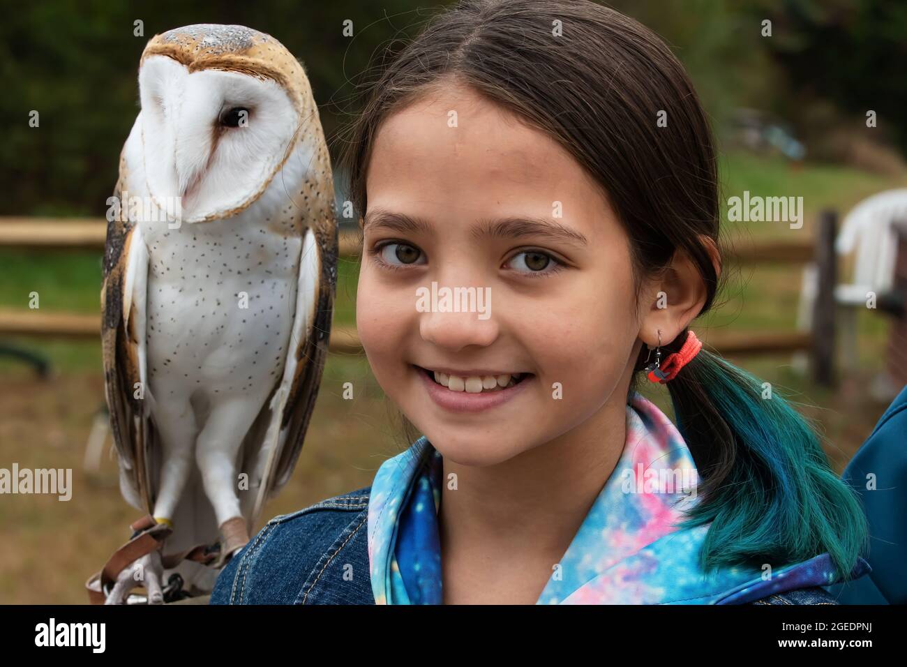 Young girl with captive barn owl at a raptor rehab presentation Stock Photo
