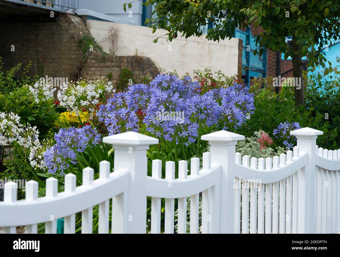 Coastal or seaside garden with blue agapanthus  (agapanthus africanus) in flower on the seafront at Cowes, Isle of Wight, England, UK Stock Photo