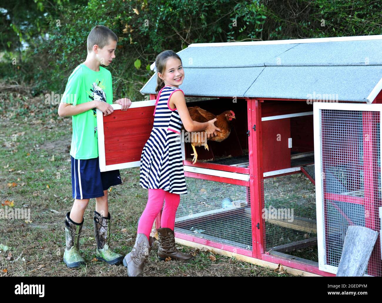 Young girl and boy lock chickens up for the night to protect them. Girl