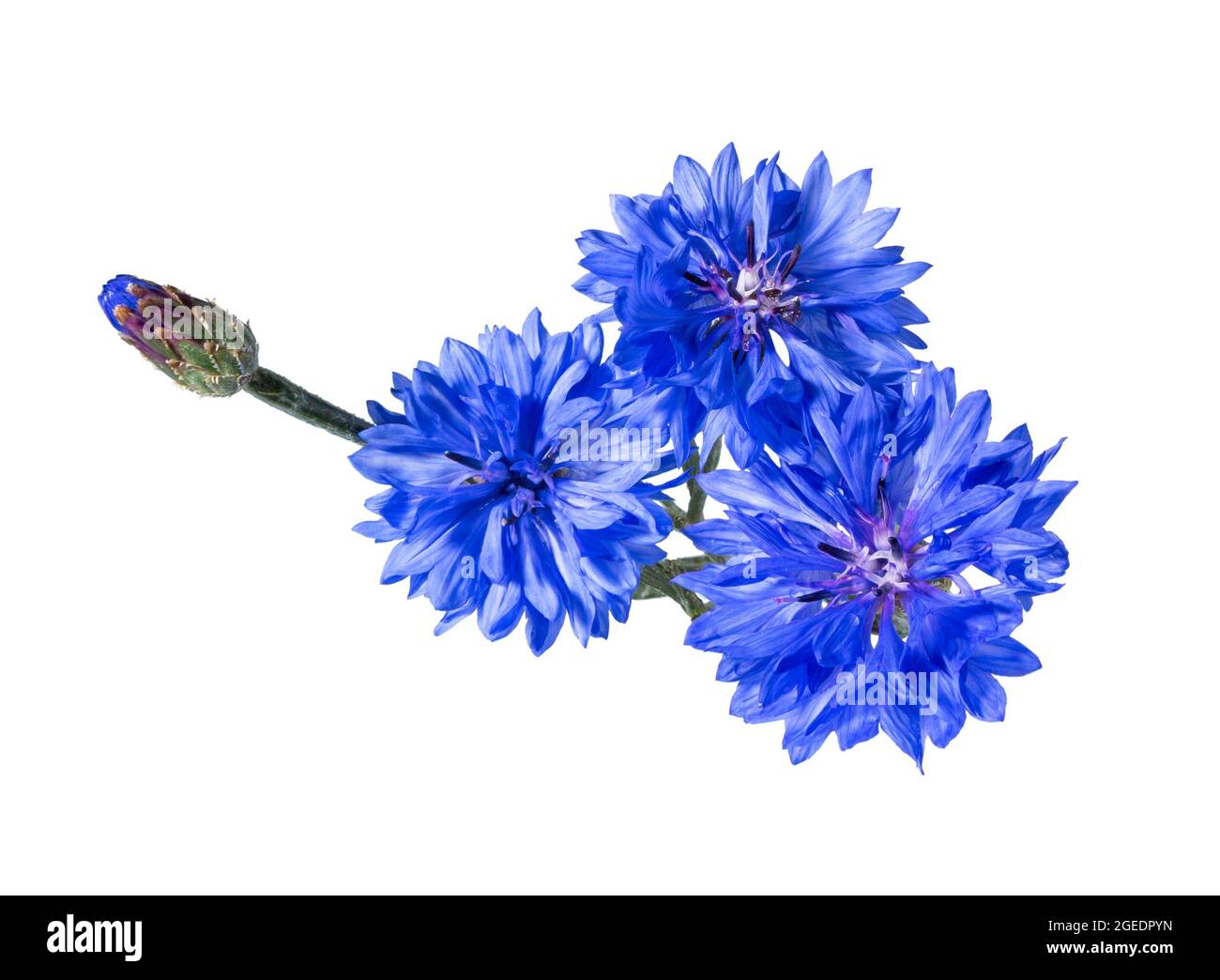 Blue cornflower Cut Out Stock Images & Pictures - Alamy