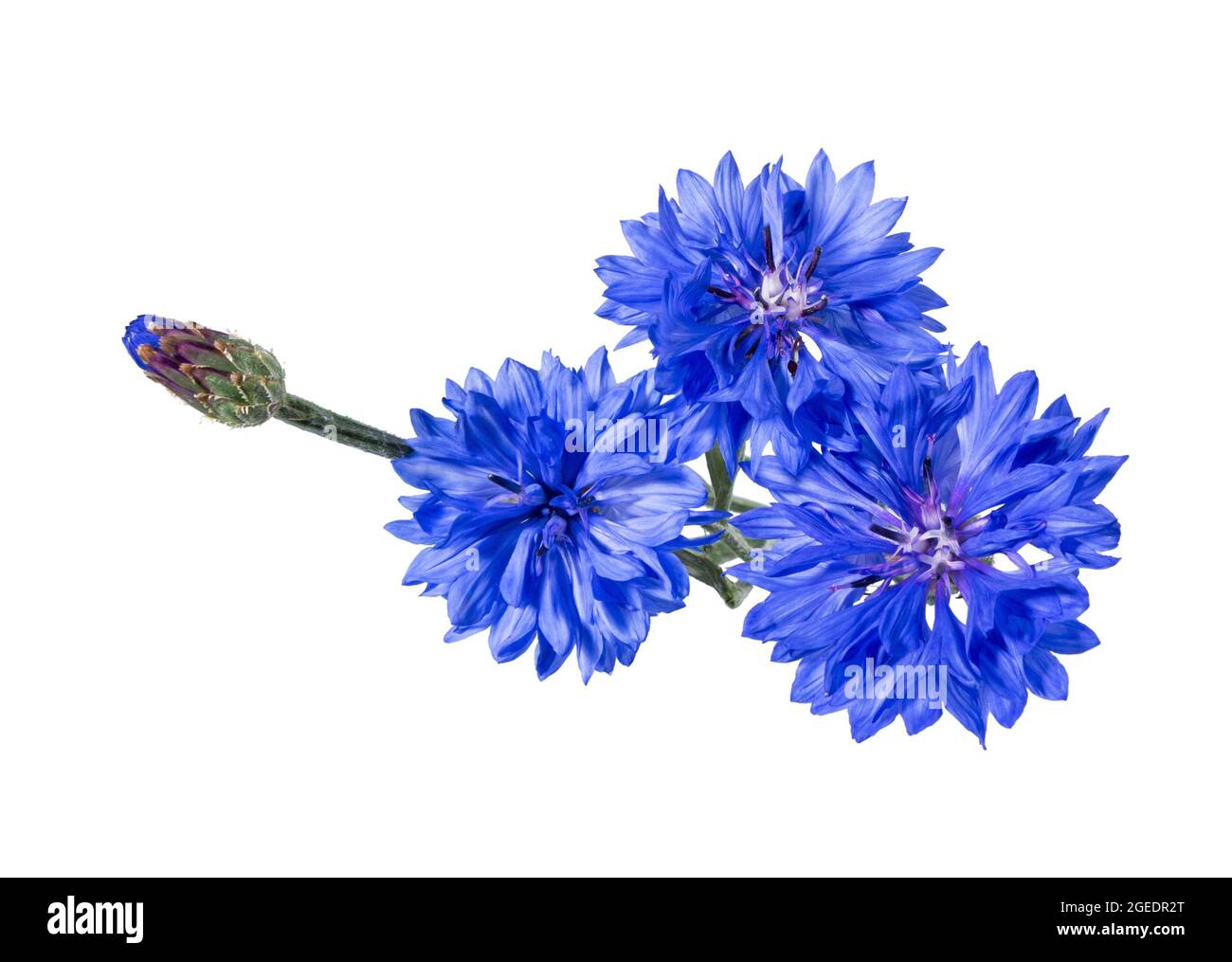 Close up of blue cornflower flower isolated on white background.  Blue Cornflower Herb or bachelor button flower. Macro picture of corn flowers. Stock Photo