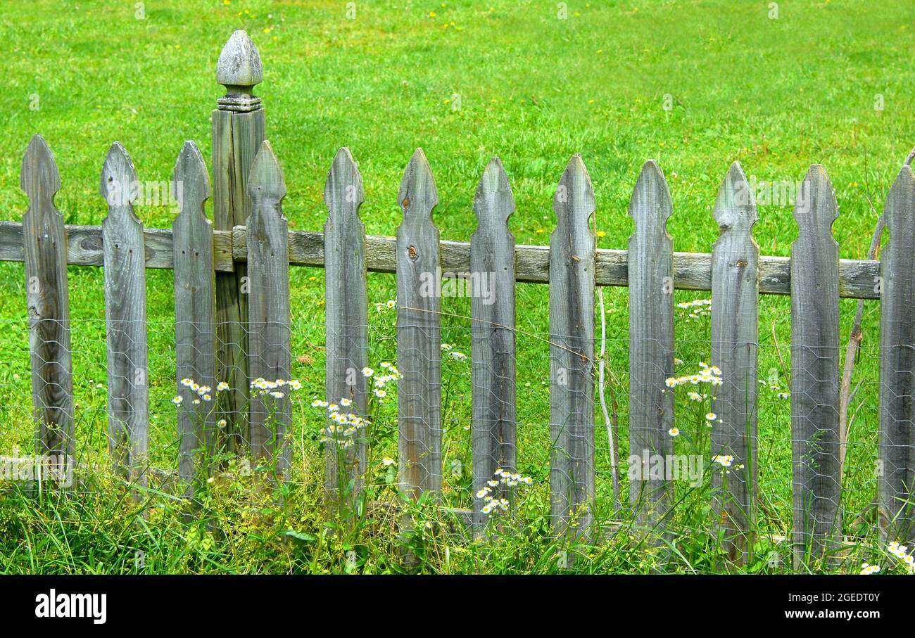 Old, weathered and faded, wooden fence is surrounded by Spring green